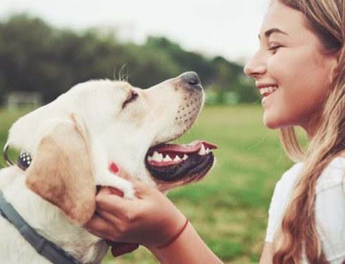 8 Practical Things You Can Do To Make Your Dog Happy