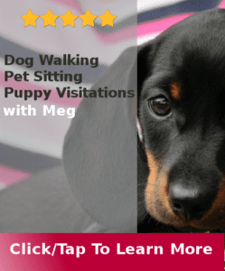 dog walking services overview